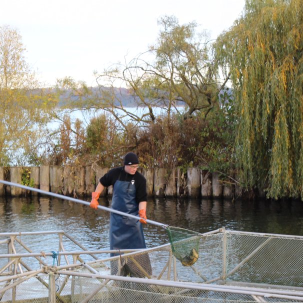 Ein junger Mann holt mit einem Käscher Fisch aus dem See