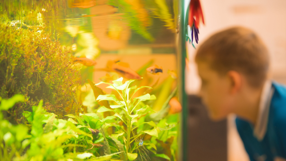 Ein Junge schaut durch die Scheibe eines Aquariums.