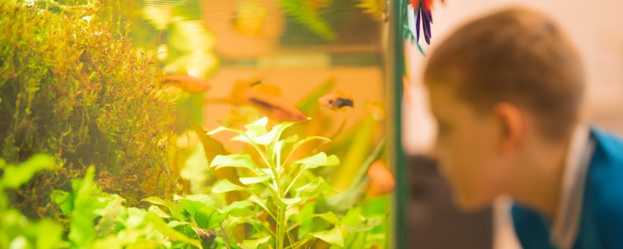 Ein Junge schaut durch die Scheibe eines Aquariums.